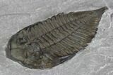 Dalmanites Trilobite Fossil - New York #101555-3
